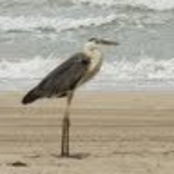 Meet your Posher, Becky - Picture 1 of 1